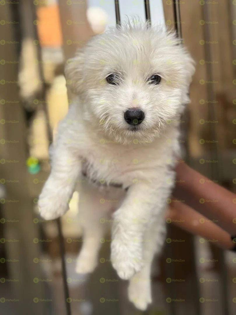 Amazing Salon Dogs Puppies