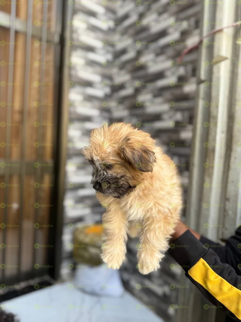 Amazing Salon Dogs Puppies