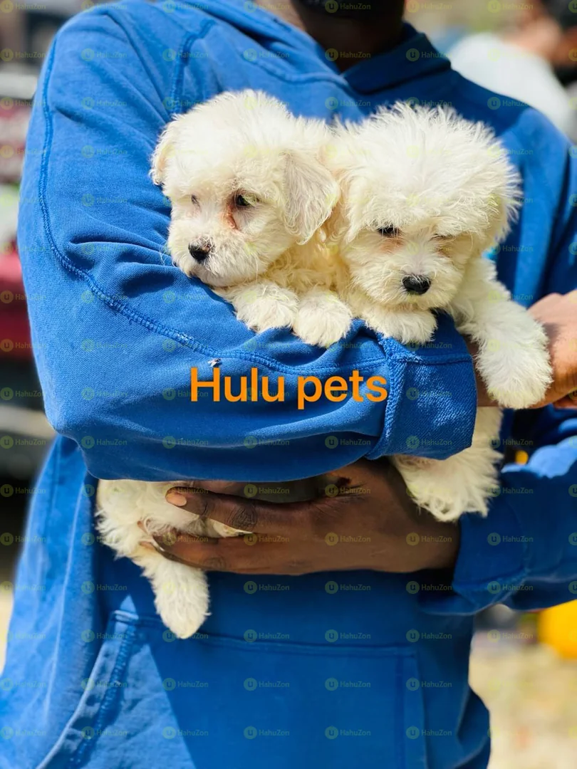 Amazing Maltase Puppies