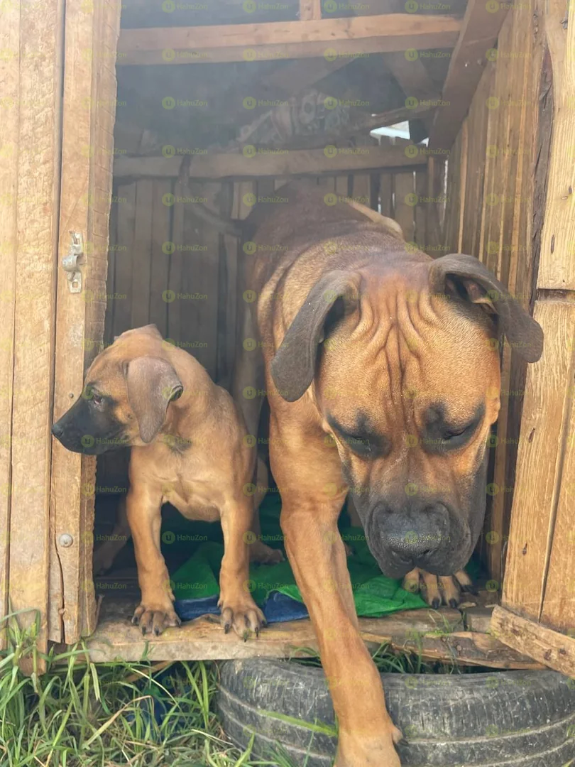 Amazing Boerboel Puppies