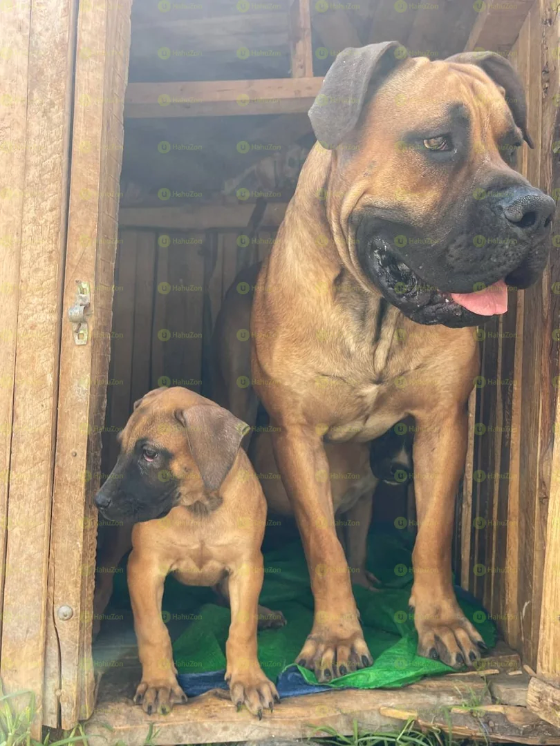 Amazing Boerboel Puppies