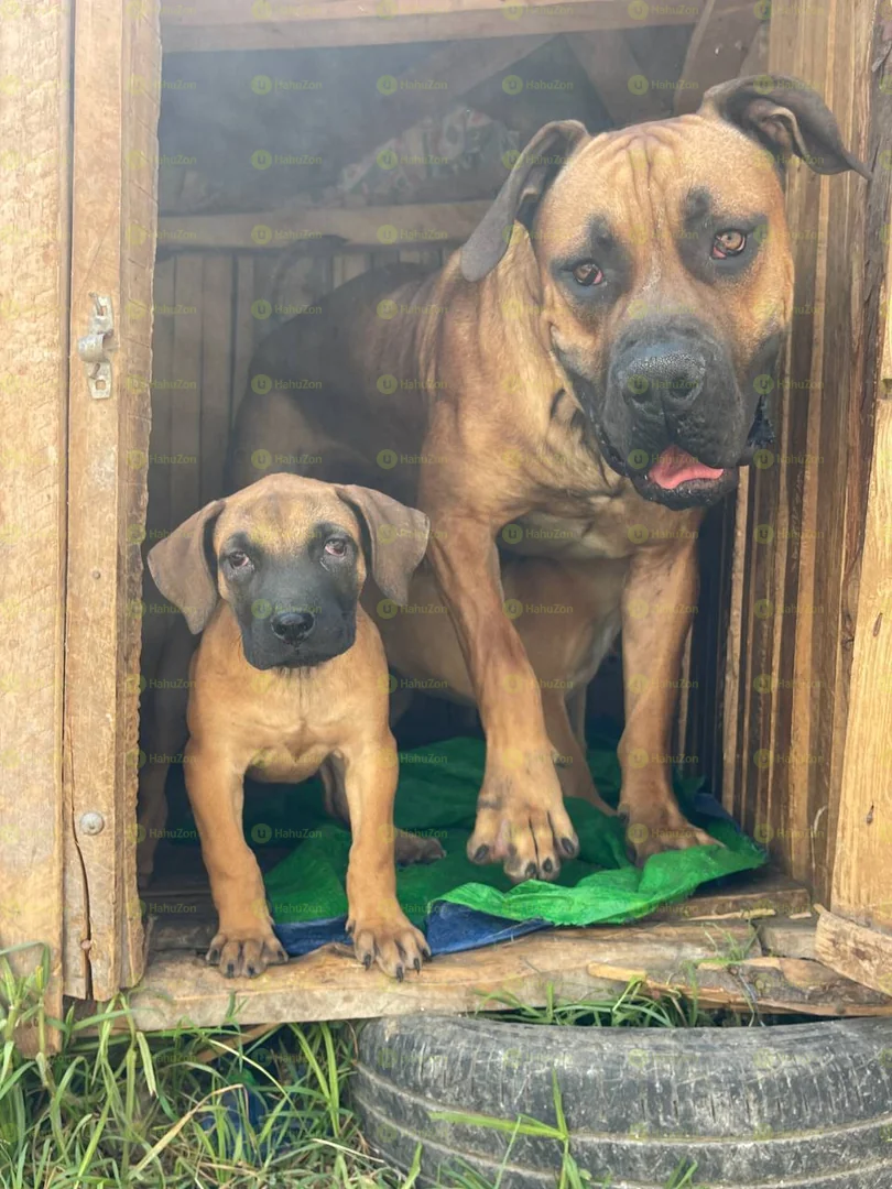 Amazing Boerboel Puppies