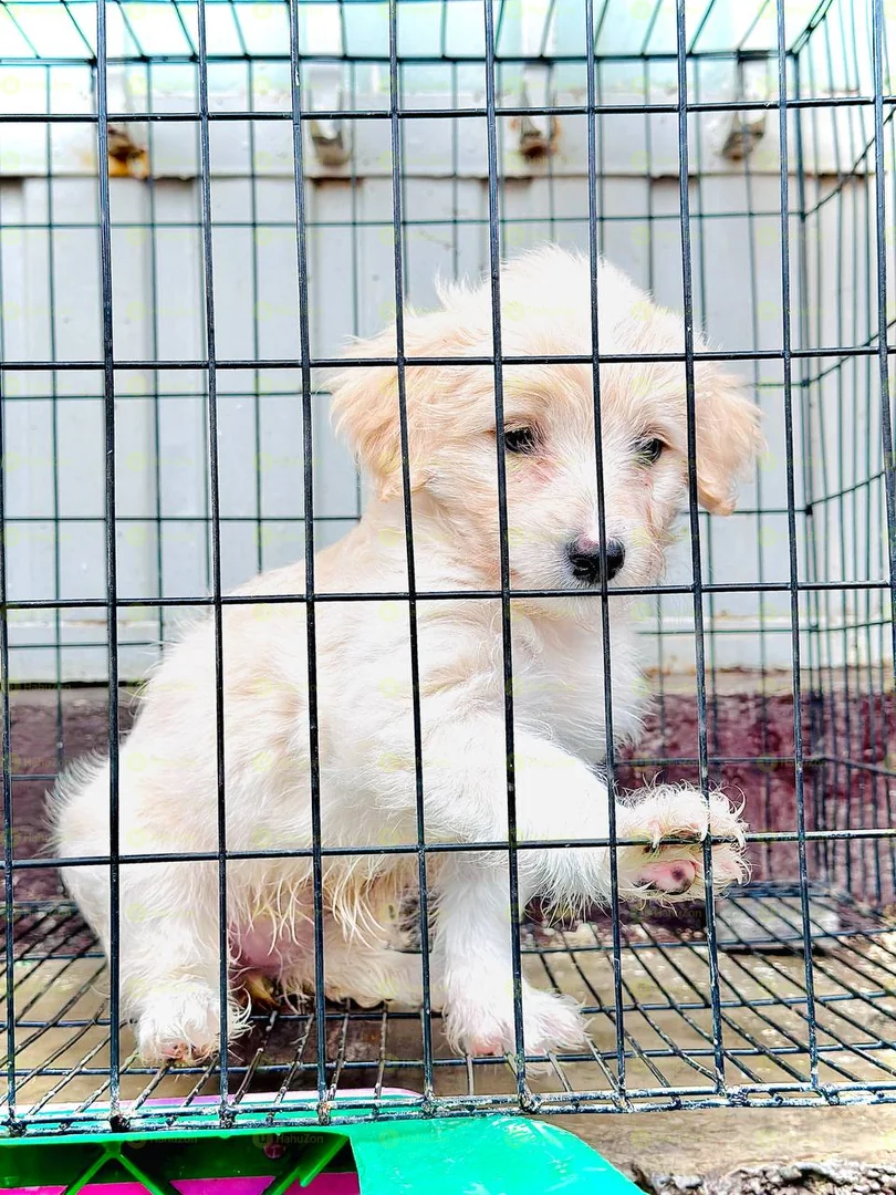 Amazing Salon Dog Puppy