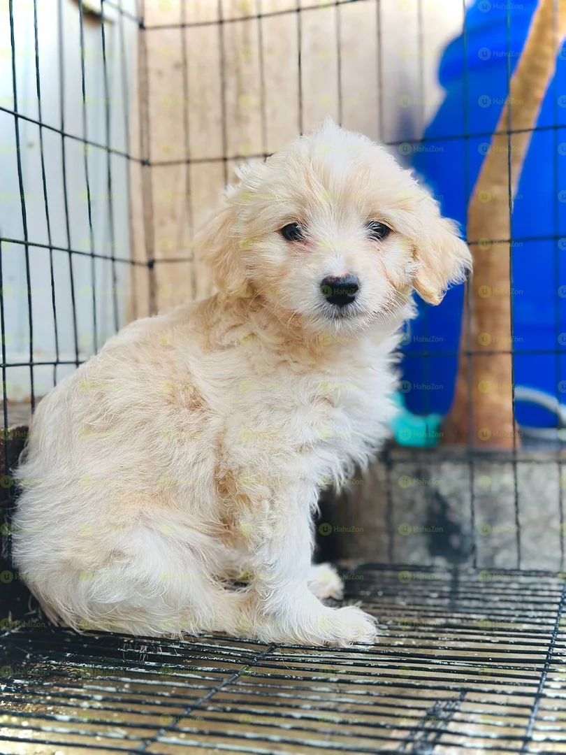 Amazing Salon Dog Puppy