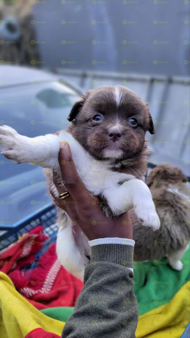 Beautiful Salon Papillon Puppies