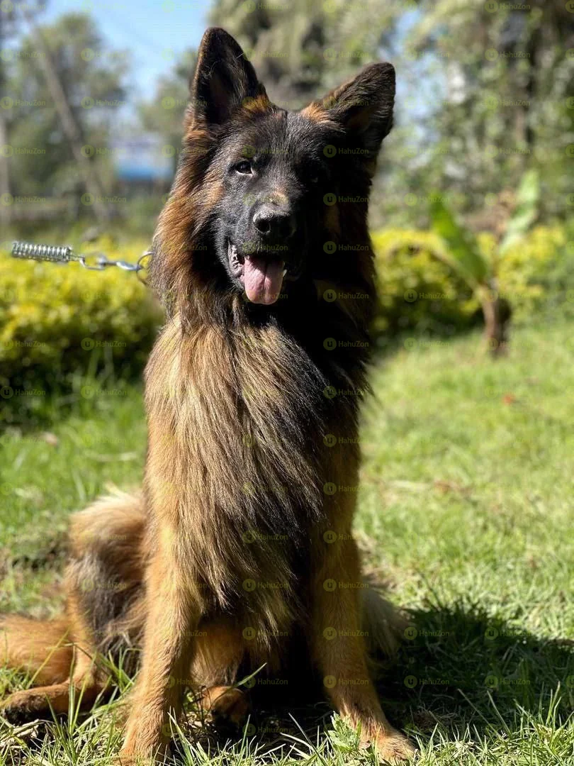 German Shepherd