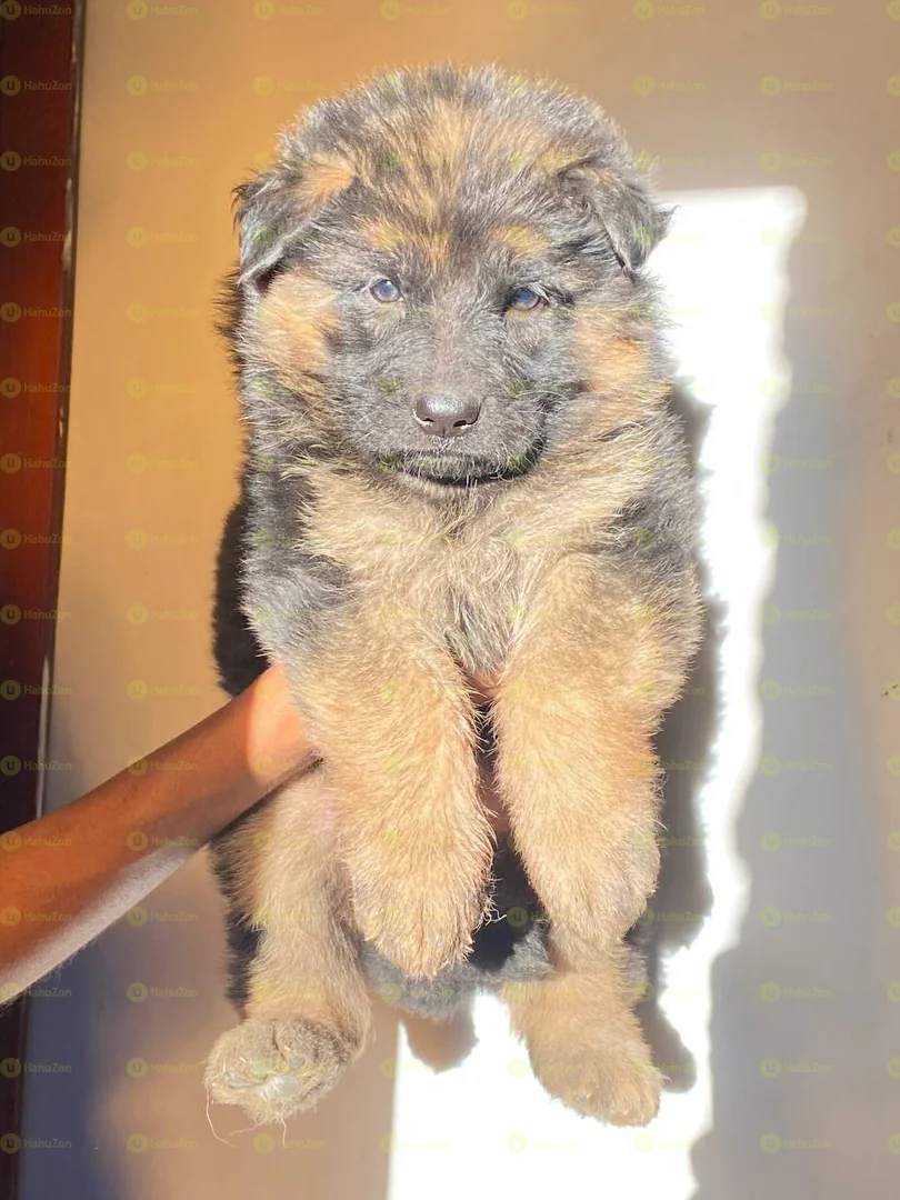 Long Hair German Shepherd