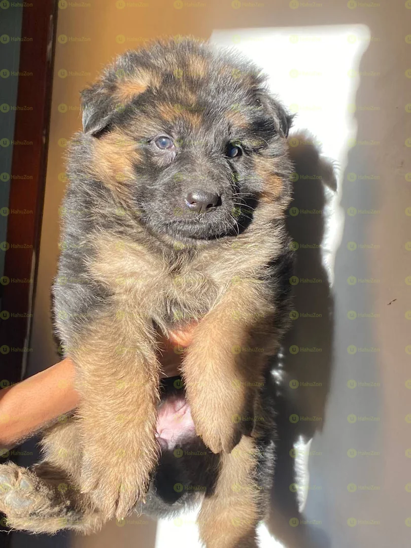 Long Hair German Shepherd
