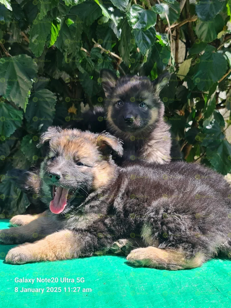 Double Coat German Shepherd
