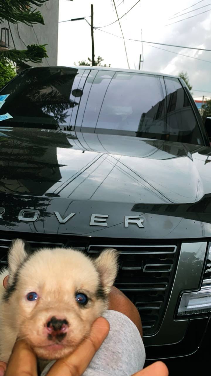 Cutest Puppy