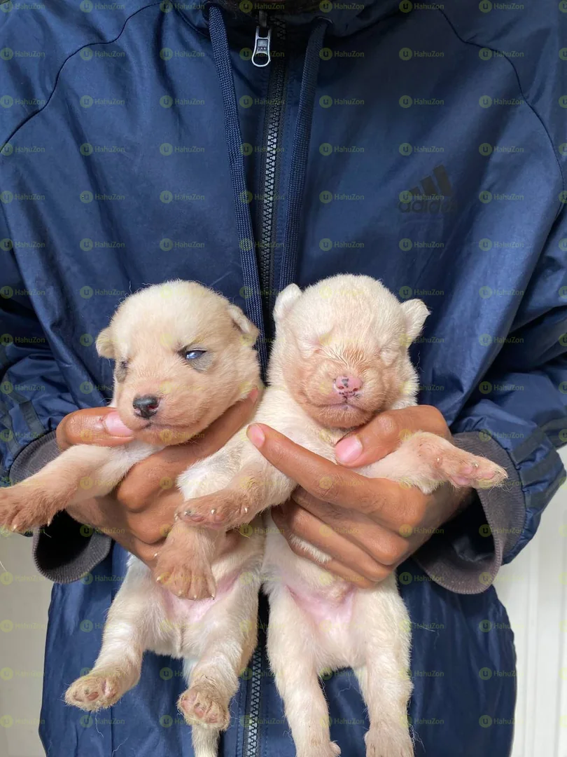 Siberian Husky