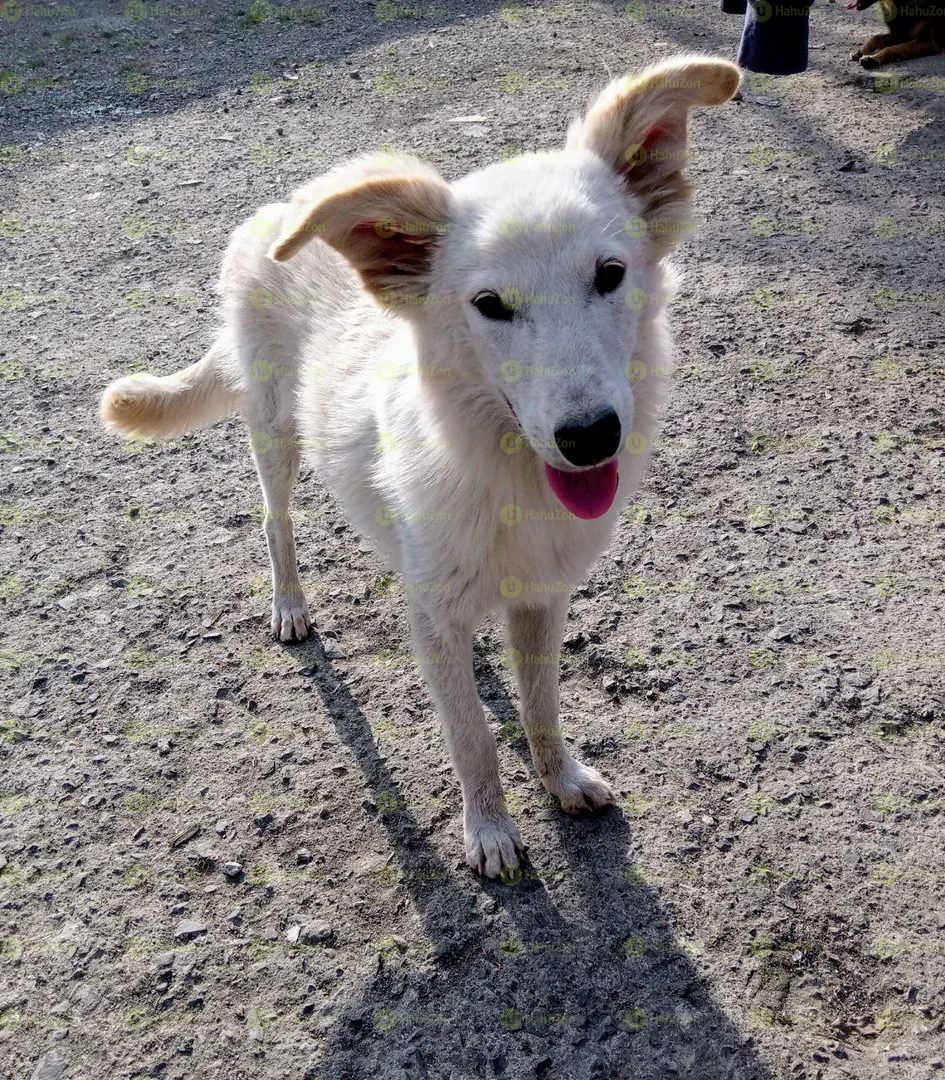 Beautiful White German Shepherd