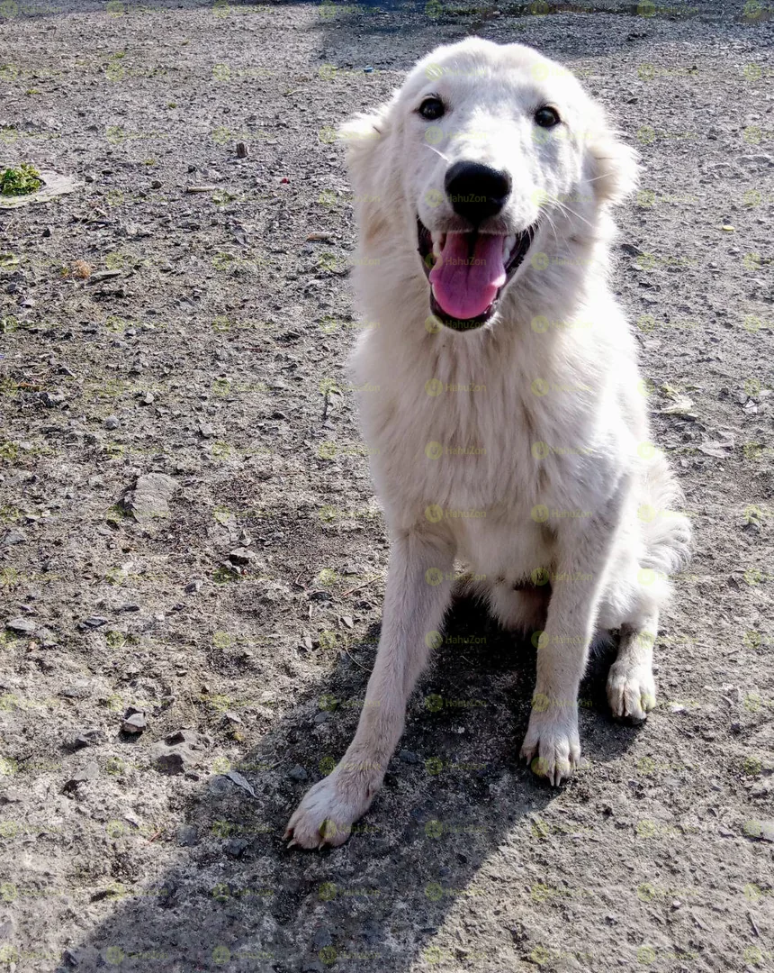 Beautiful White German Shepherd