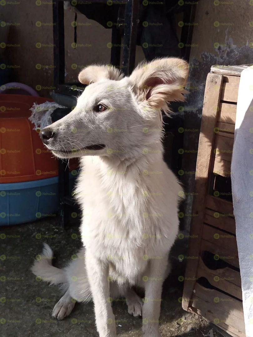 Beautiful White German Shepherd
