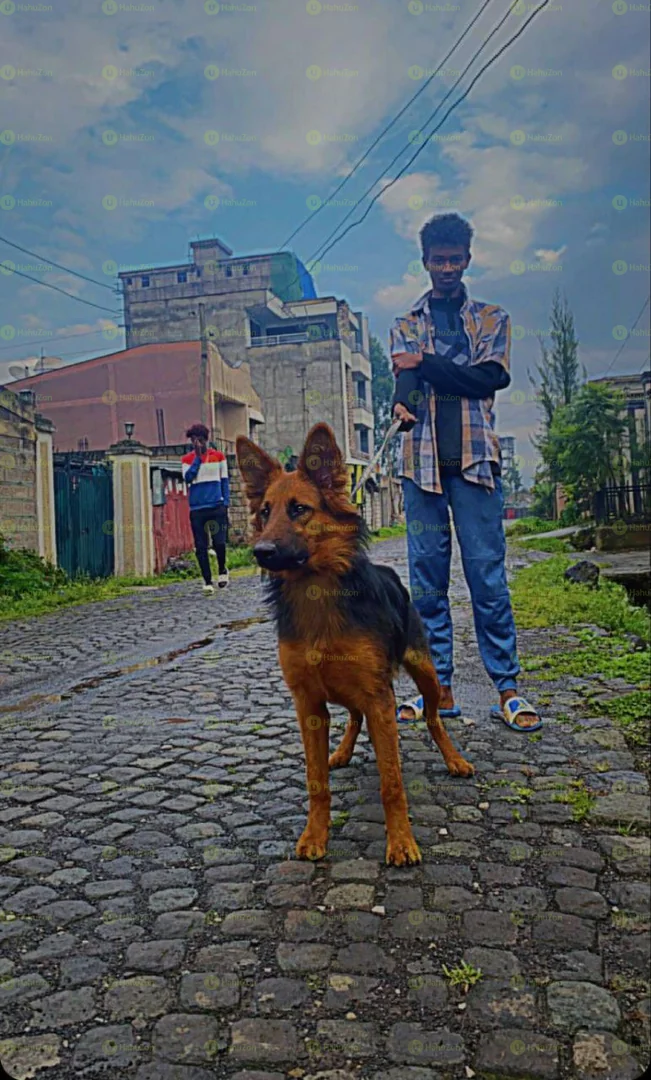 Quality Double Coat German Shepherd