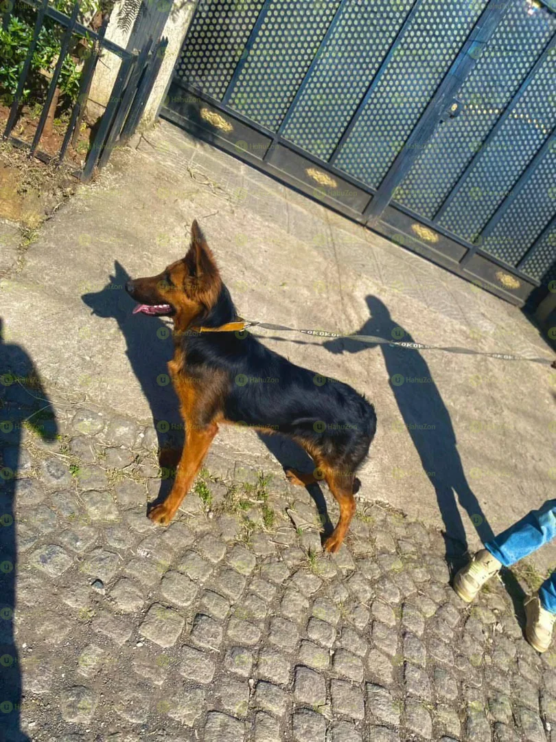 Quality Double Coat German Shepherd