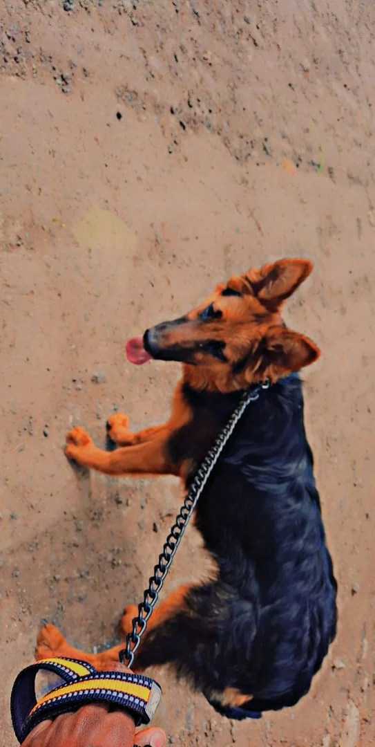 Quality Double Coat German Shepherd