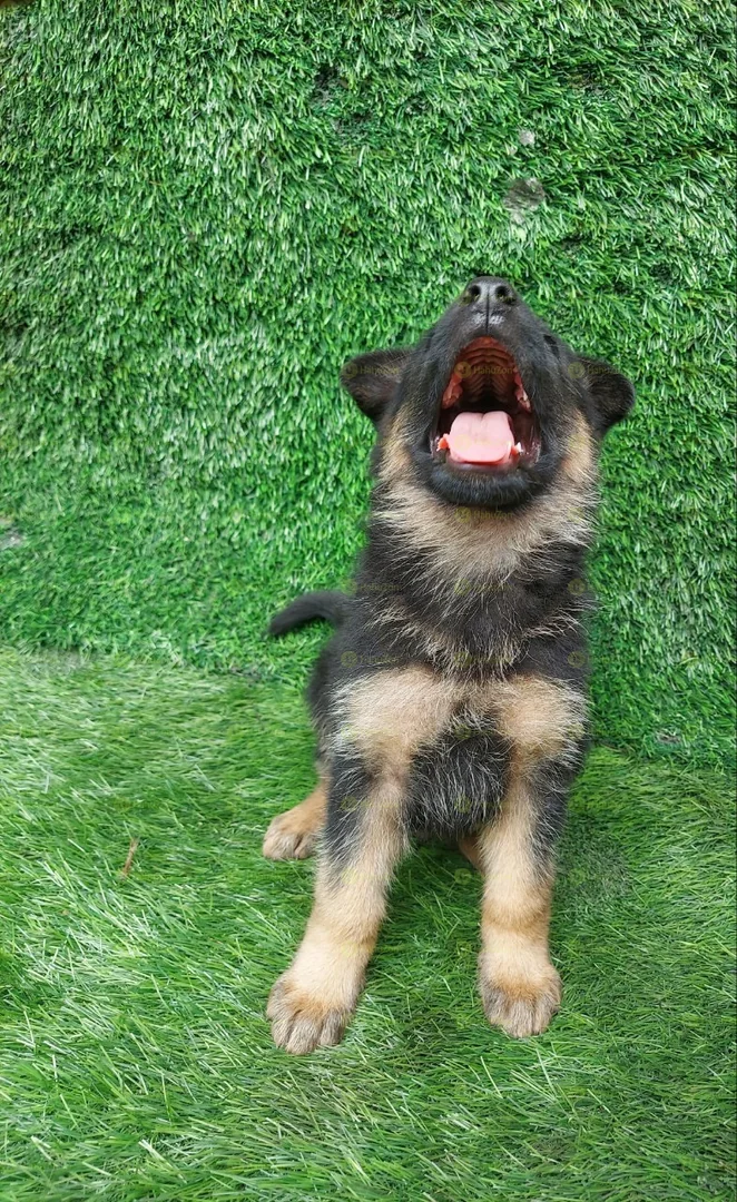 Pure German Shepherd