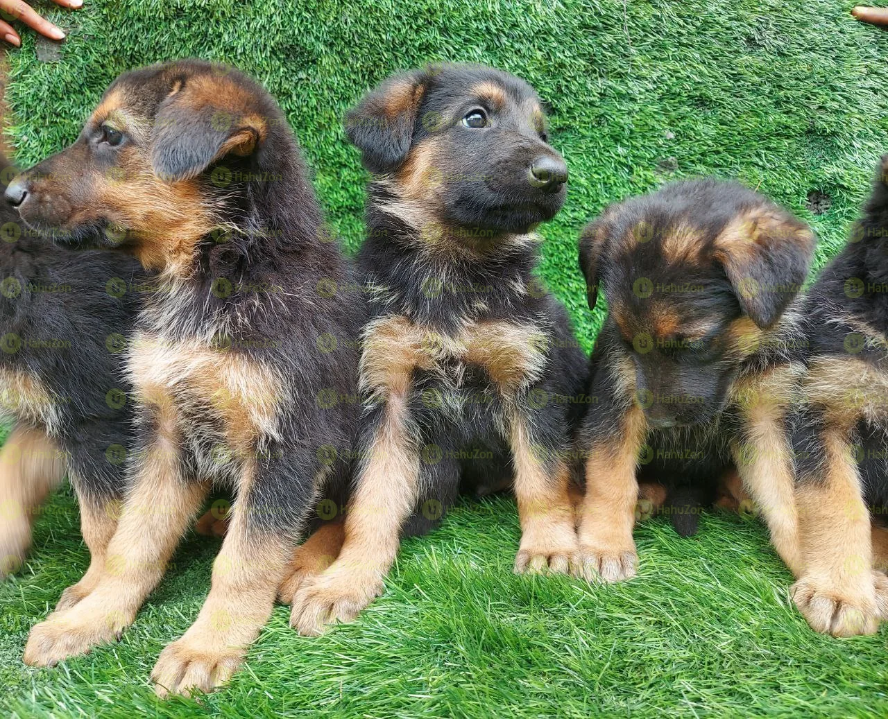 Pure German Shepherd