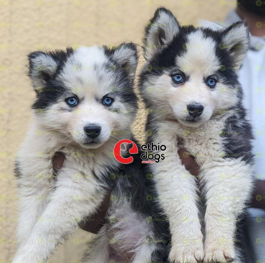 Double Coated Siberian Husky