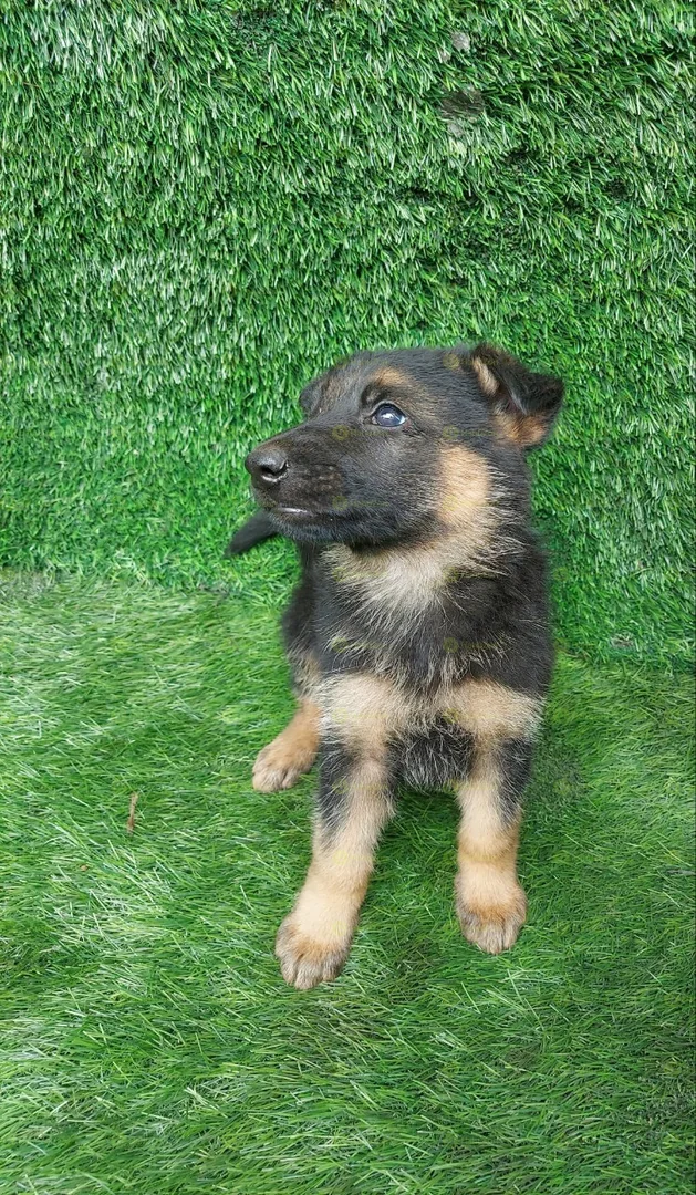 Pure German Shepherd