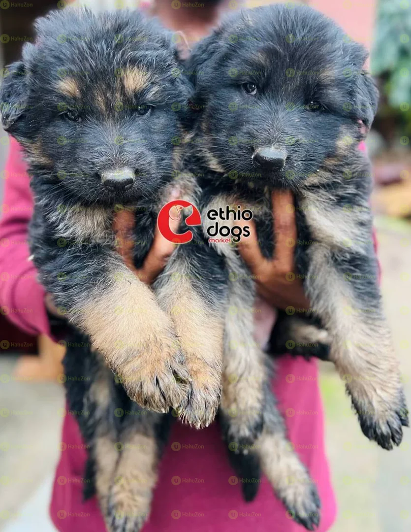 Pure Breed German Shepherd
