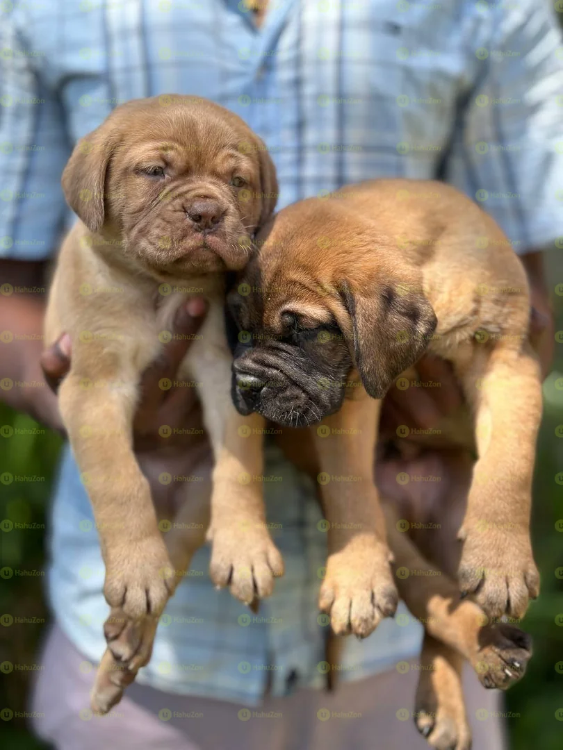 Pure Breed of Bull Mastiff Puppies