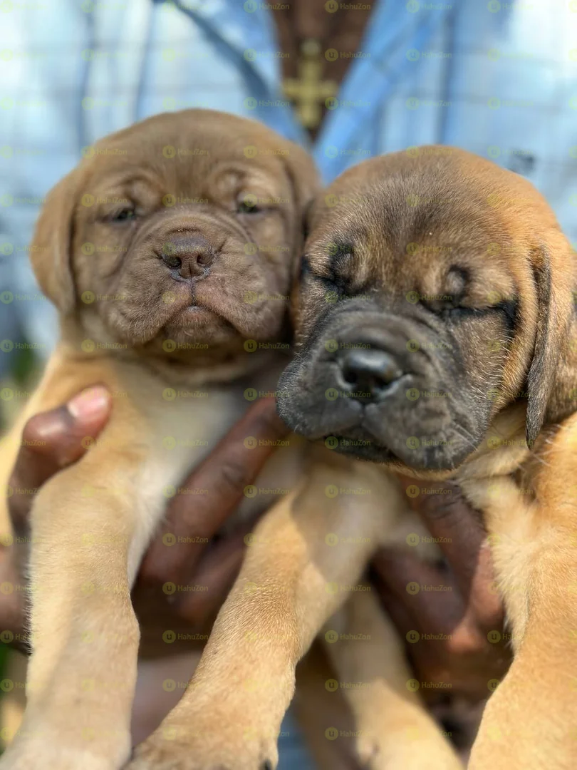 Pure Breed of Bull Mastiff Puppies