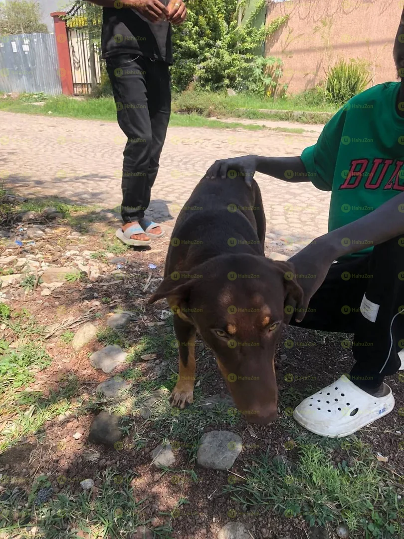 Doberman× Germen Shaperd Mix