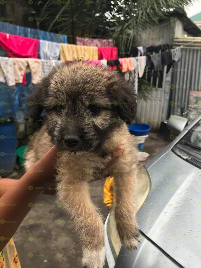 Fluffy Salon Puppy