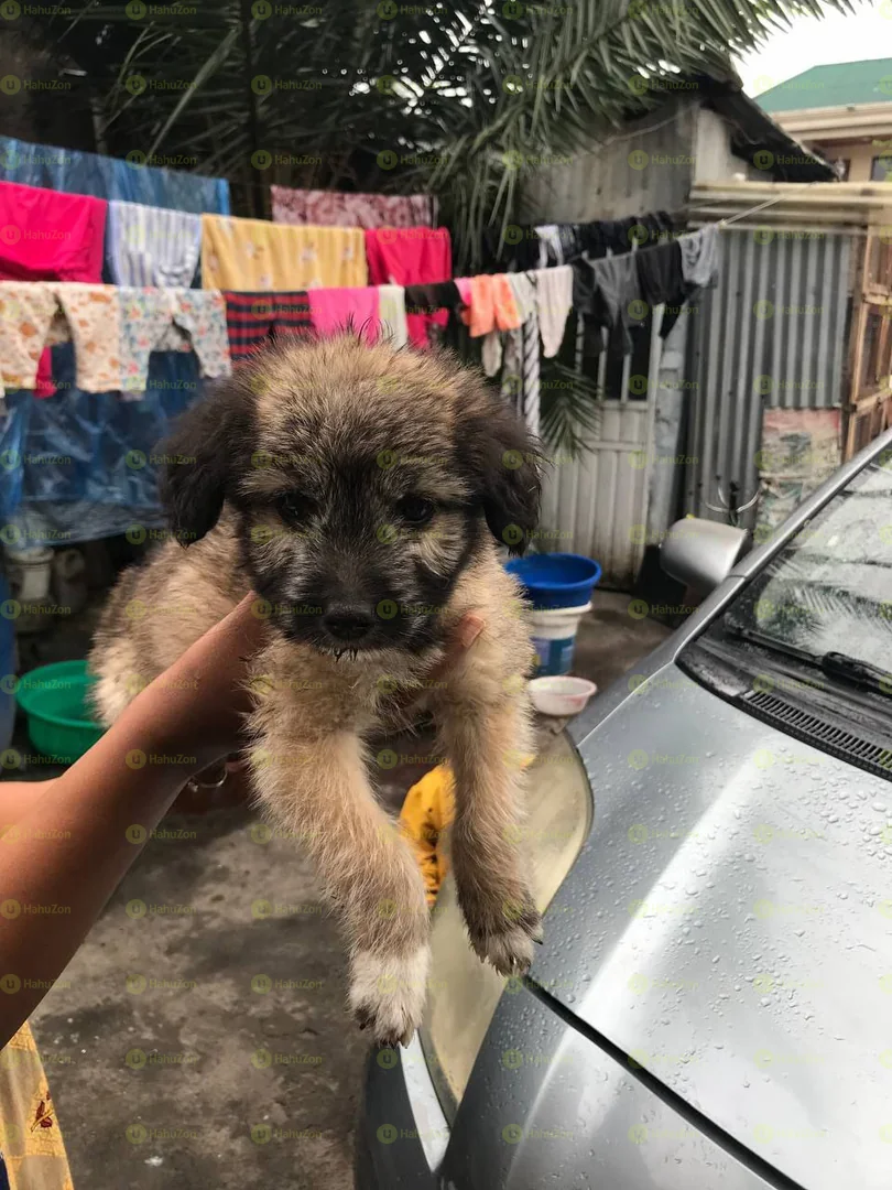 Fluffy Salon Puppy