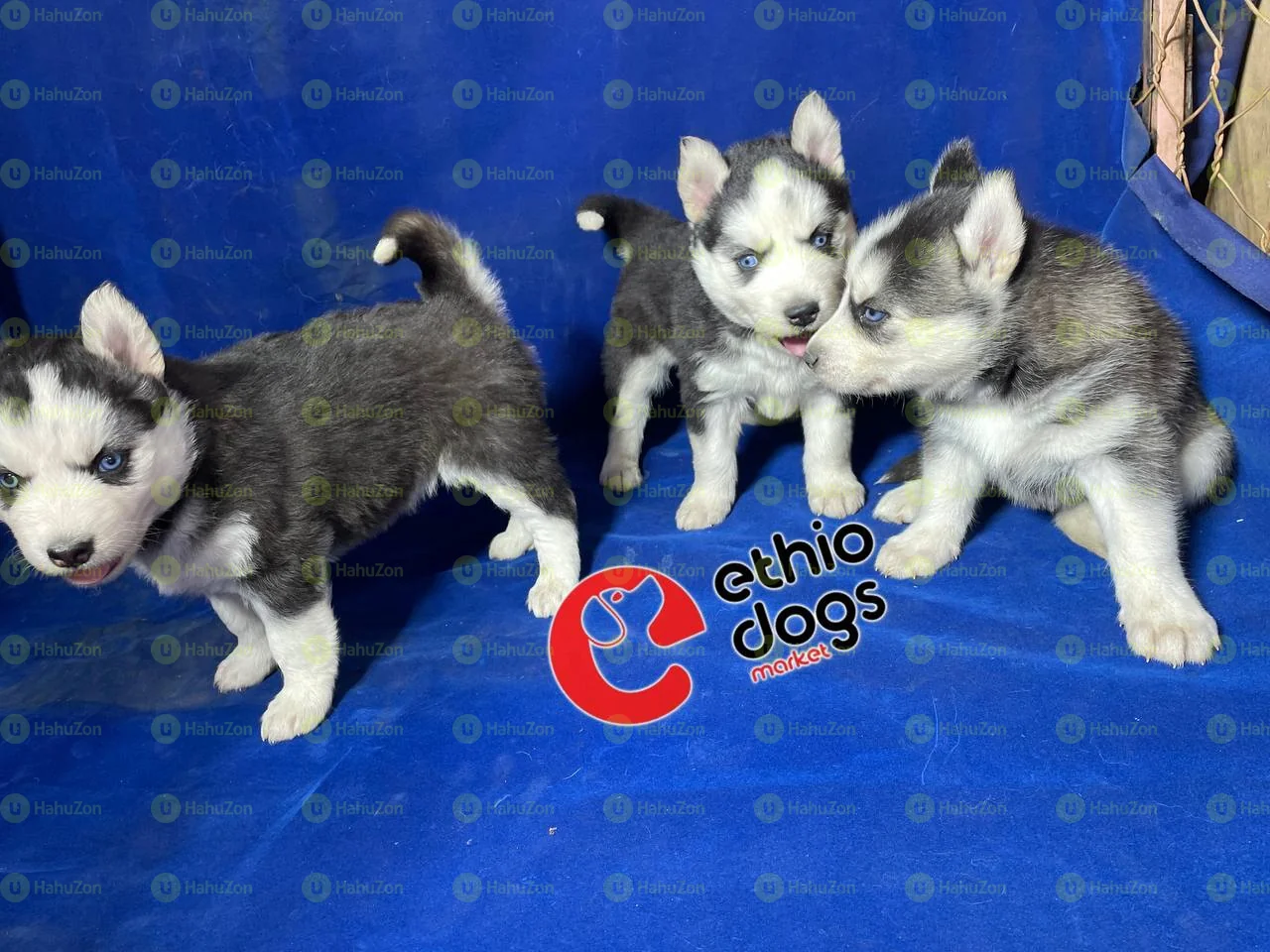 Blue Eyes And Coated Siberian Husky