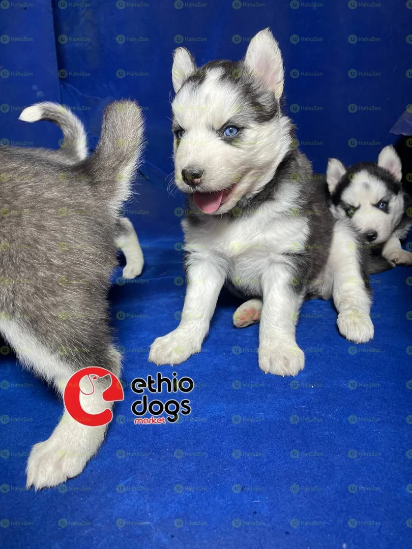 Blue Eyes And Coated Siberian Husky