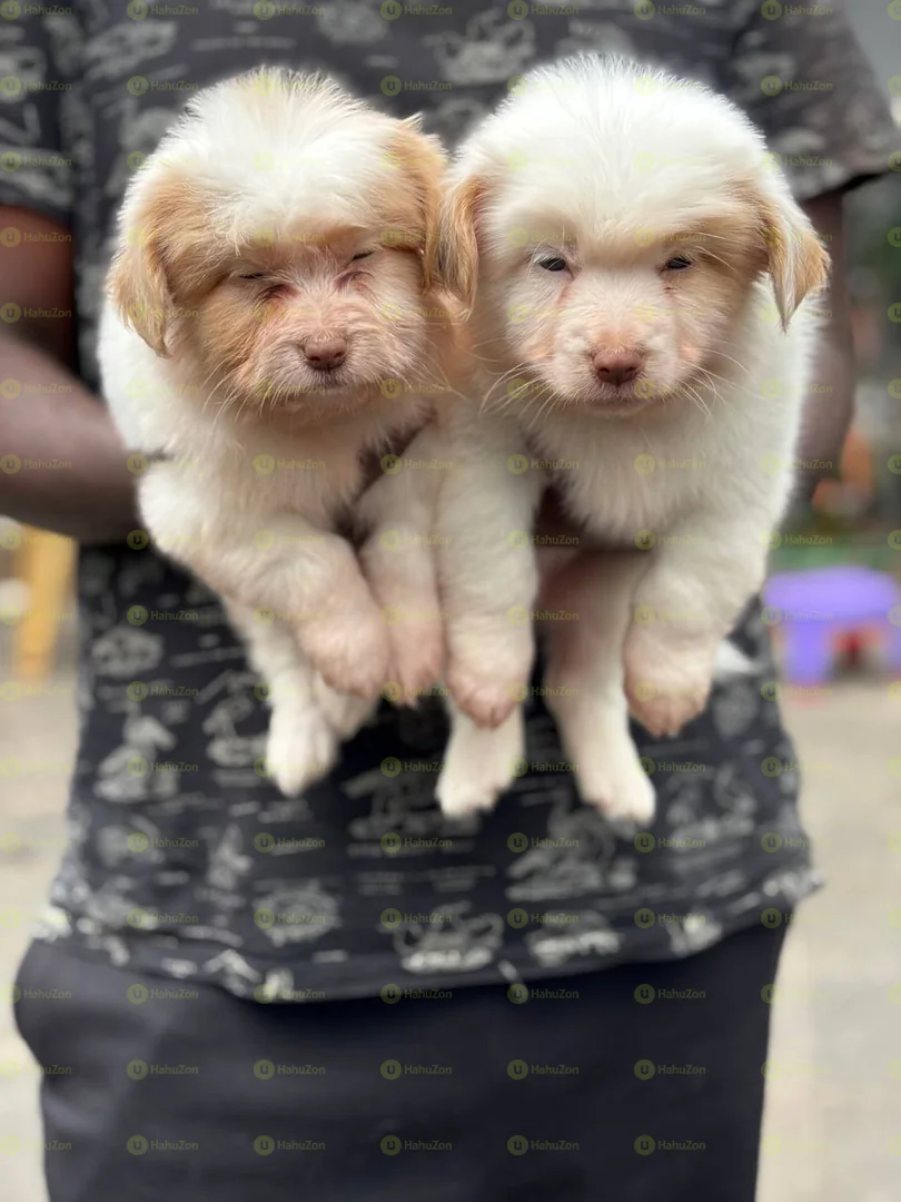 Cute Salon Dogs