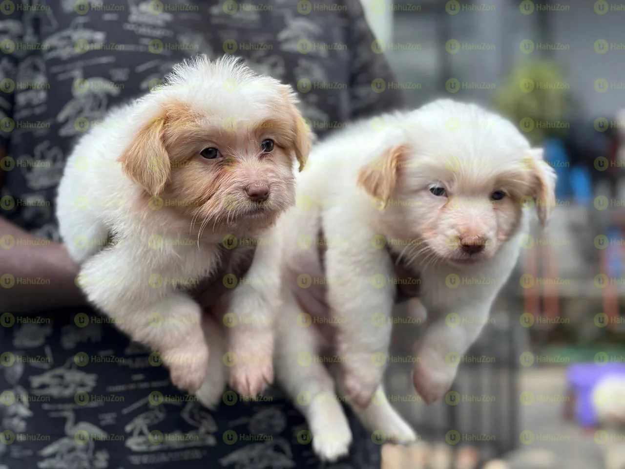 Cute Salon Dogs