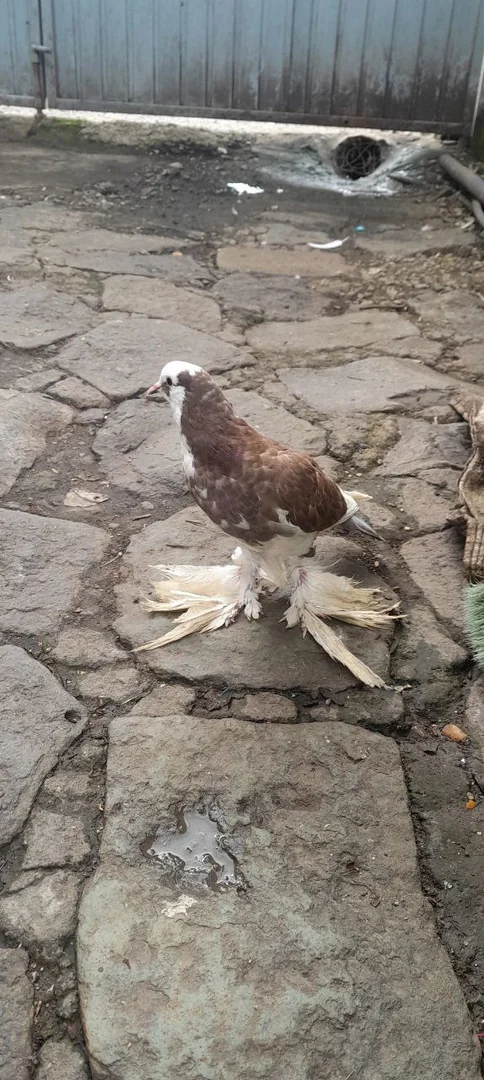 የሚሸጥ ሴት ፑተሪ እርግብ