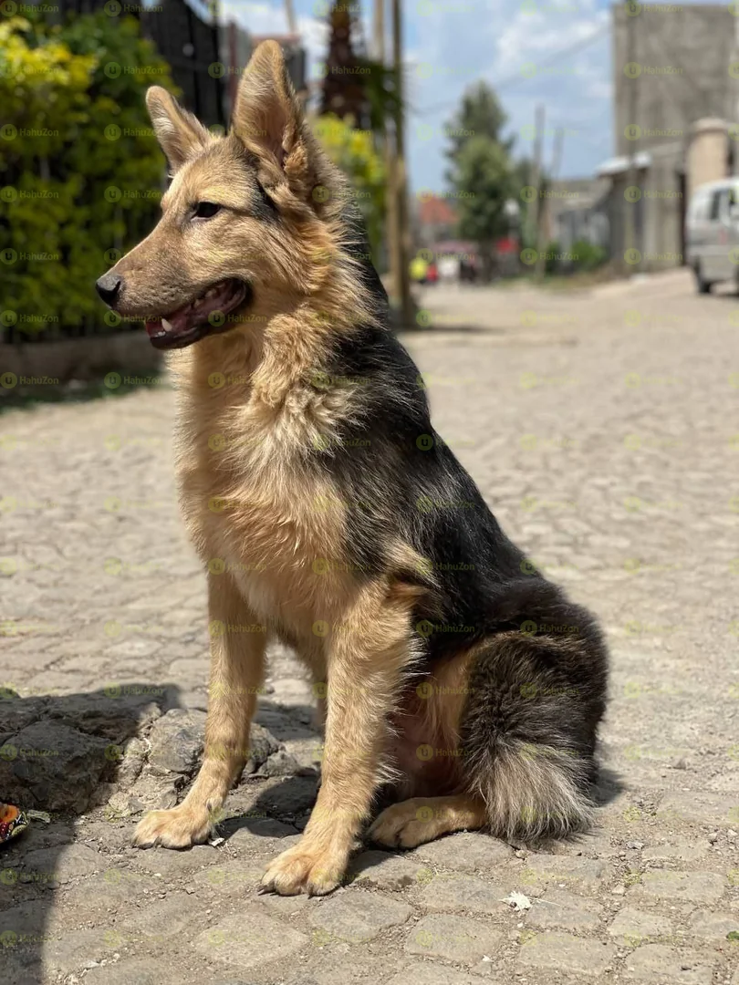 Adults German Sheperd