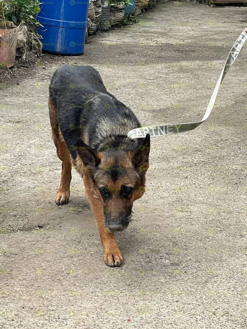 Adults German Sheperd