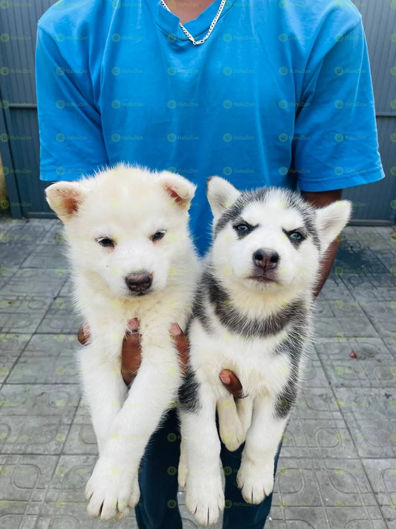 Pure Breed Syberian Huskies