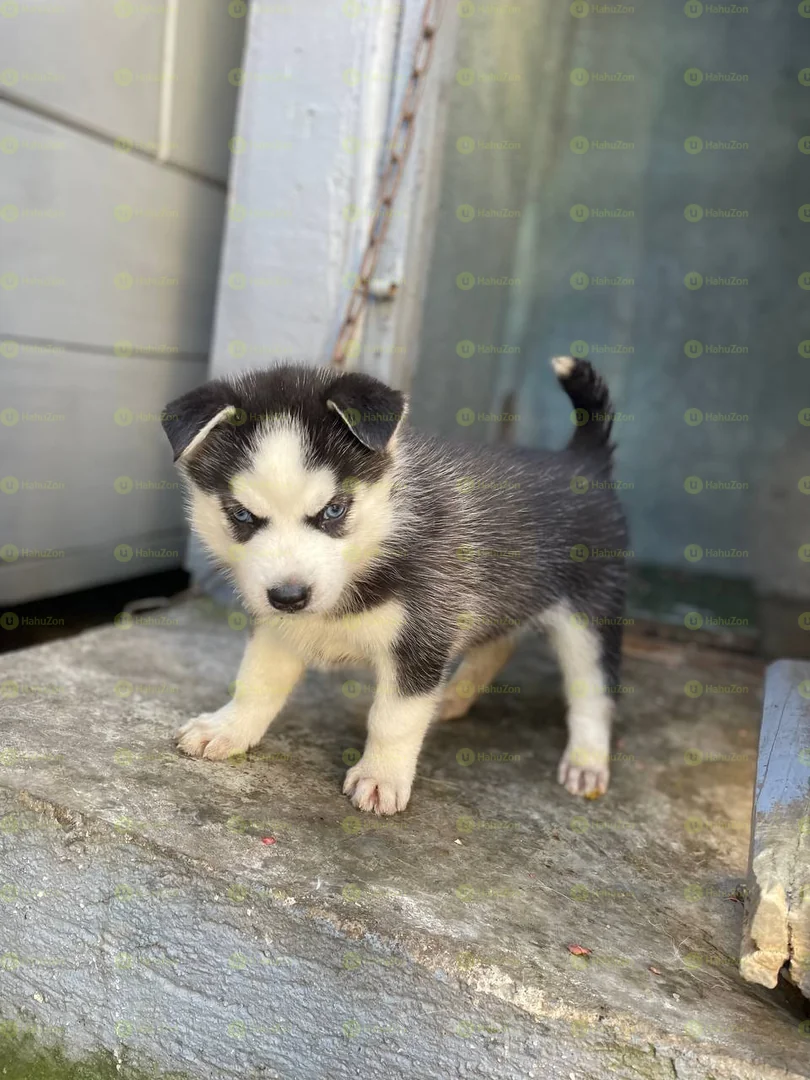 Pure Breed Syberian Huskies