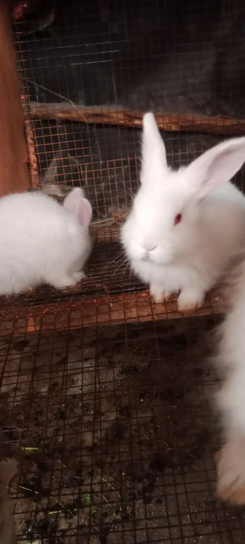 Fluffy Hairy Newzland Bunny For Sale