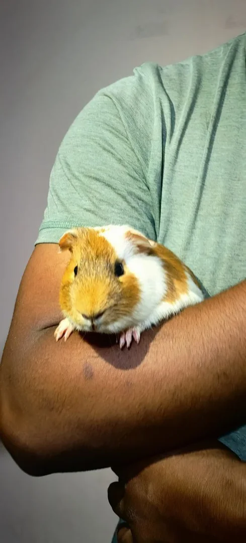 Guinea Pigs For Sale