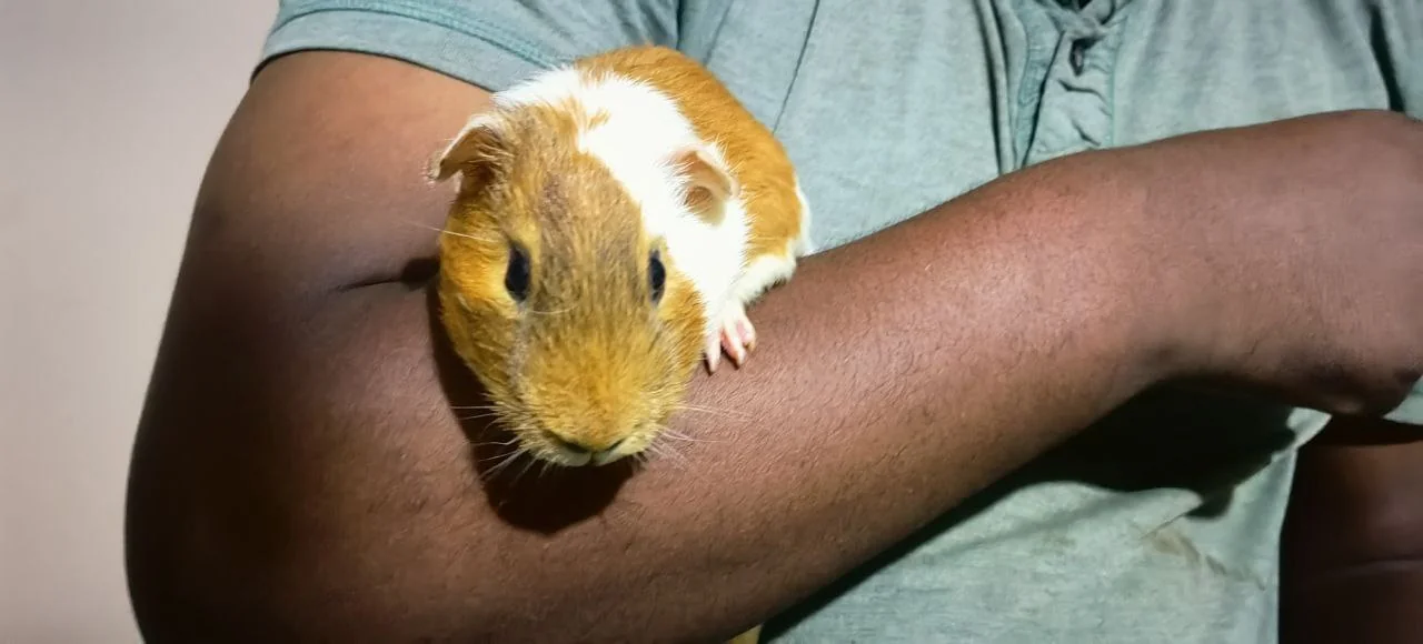 Guinea Pigs For Sale
