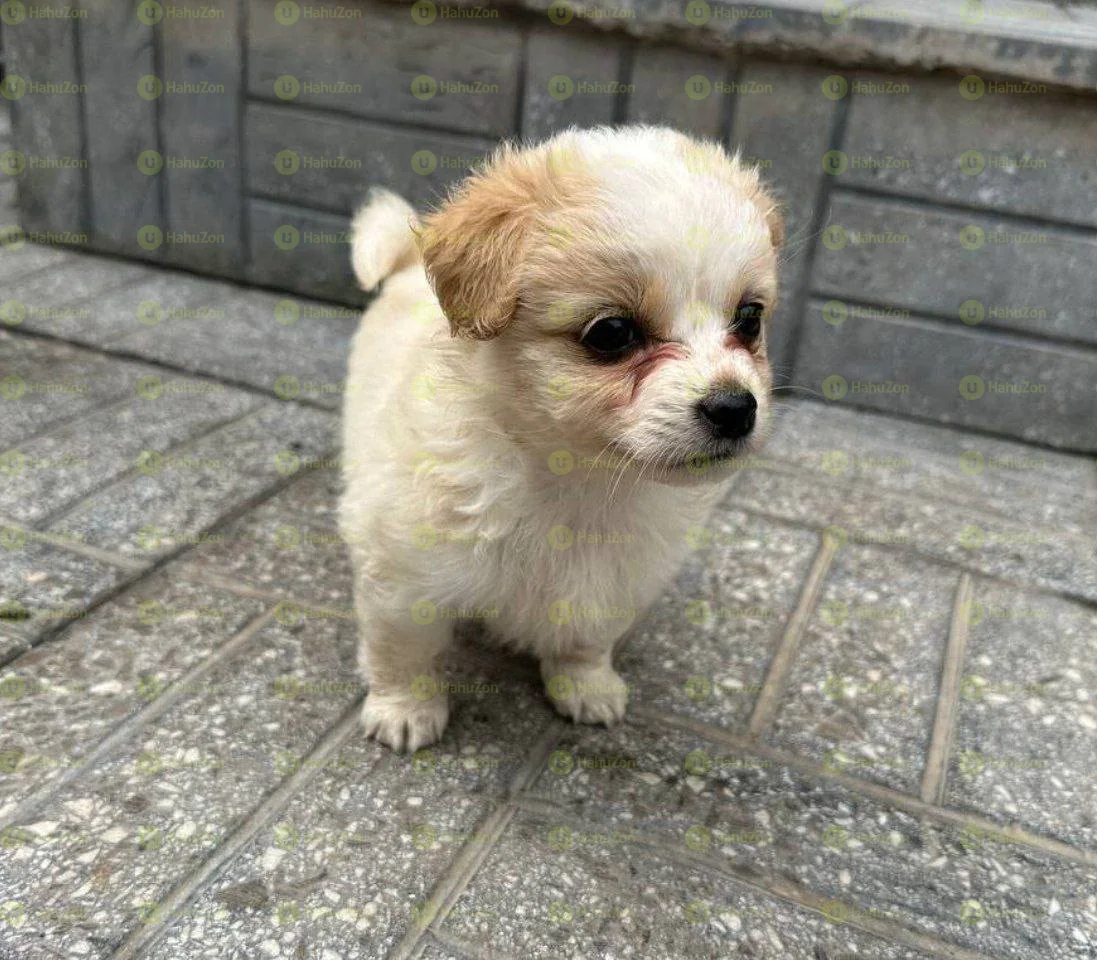 Fluffy Salon Dog For Sale