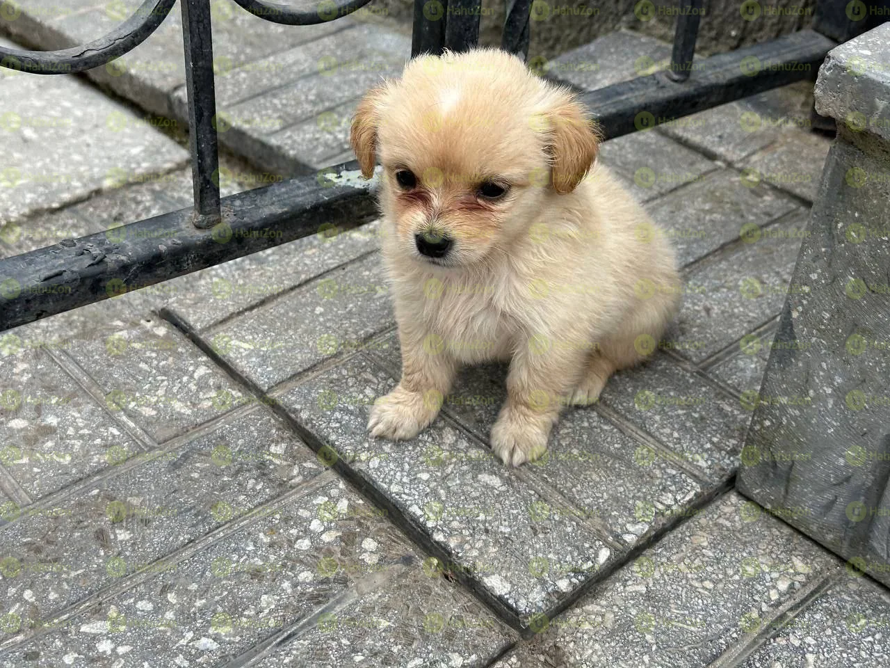 Fluffy Salon Dog For Sale