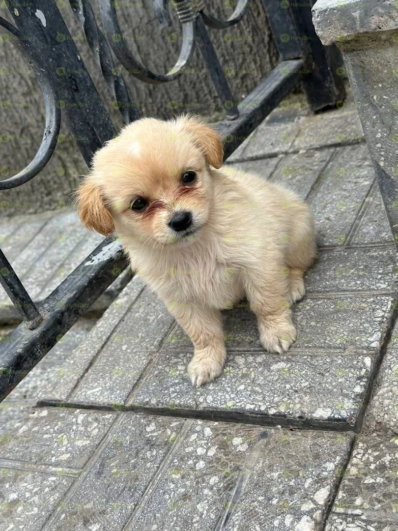 Fluffy Salon Dog For Sale