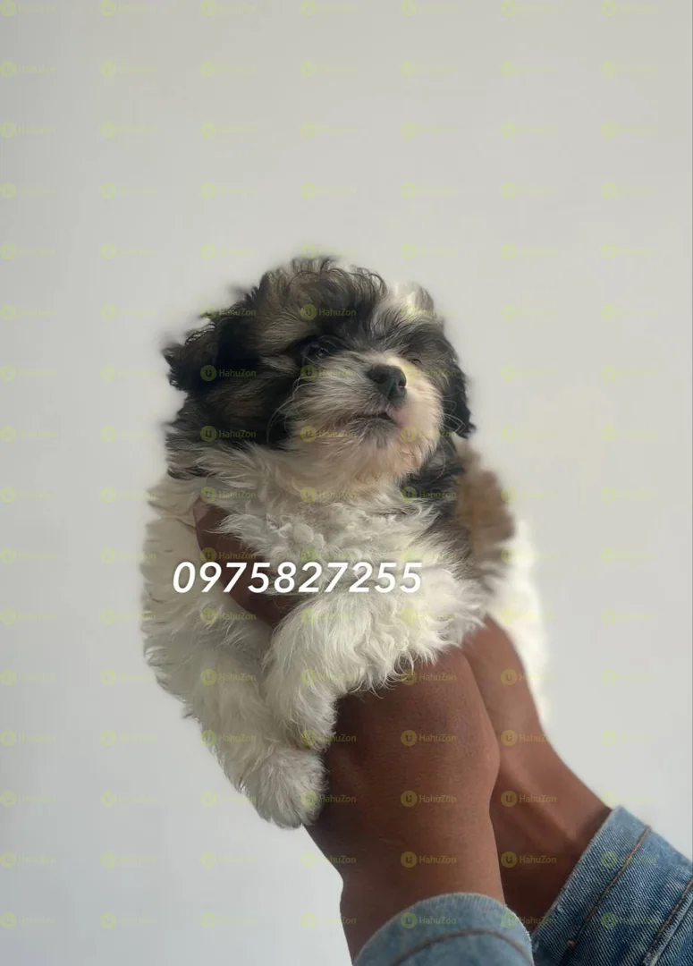 Fluffy Salon Dog For Sale