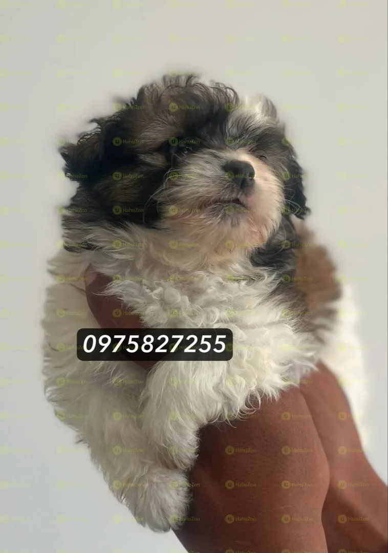 Fluffy Salon Dog For Sale