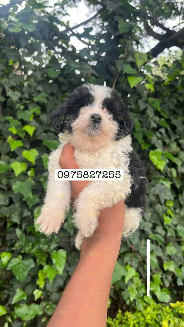 Fluffy Salon Dog For Sale