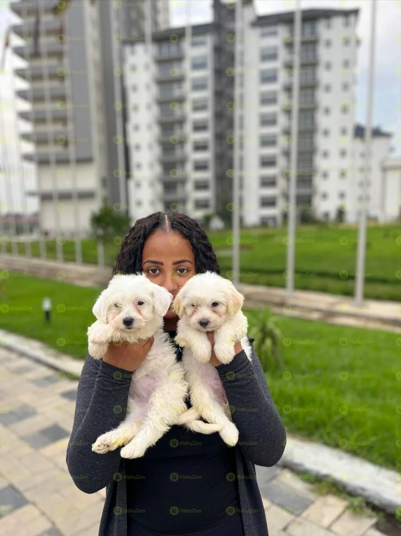 Fluffy Salon Dog For Sale